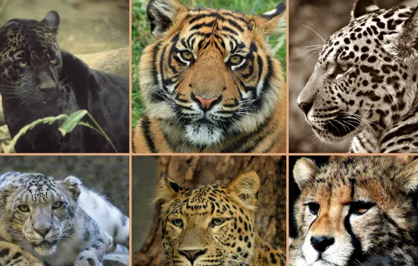 Animals, predators, big cats, photo of types of wild cats collage