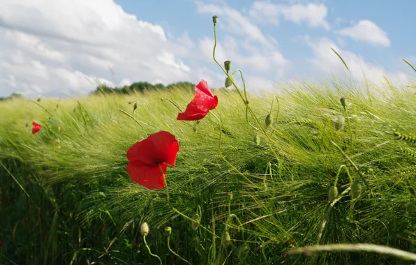 Picture field, grass, flowers, plant, Maki, meadow