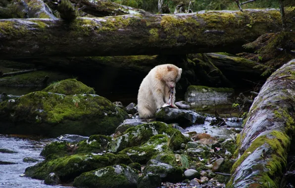 Picture British Columbia, canada, The Kermode bear, spirit bear