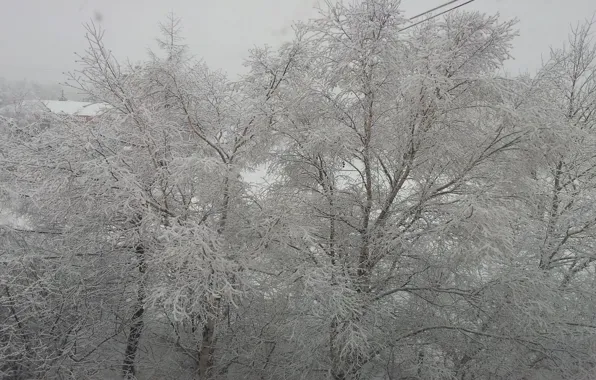 Winter, white, trees in the snow