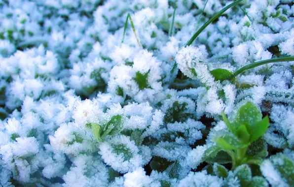 Picture ice, snow, Winter, plants