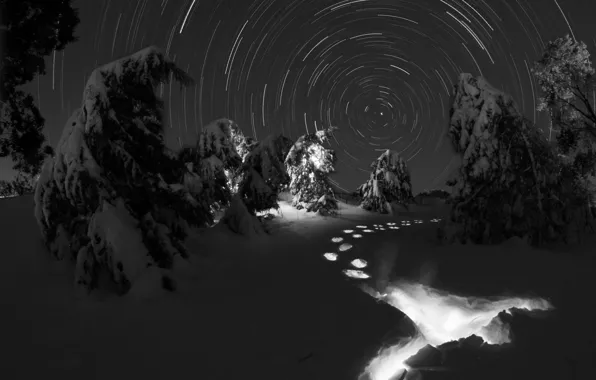 Winter, forest, snow, traces, the night sky