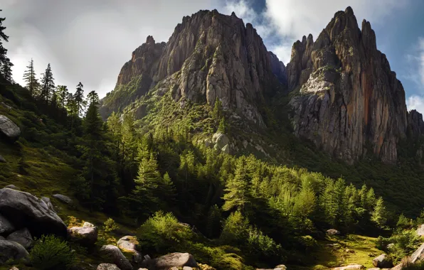 Picture forest, sky, trees, nature, mountains, clouds, rocks, digital art