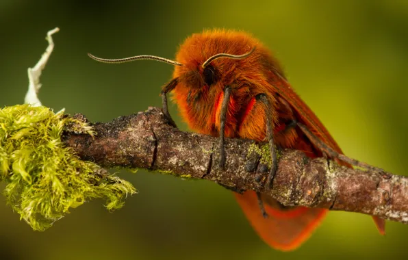 Macro, butterfly, moss, orange, branch, red, moth, green background