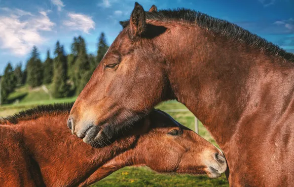 The sky, trees, horse, horse, treatment