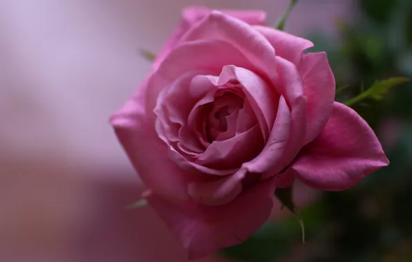 Macro, roses, buds