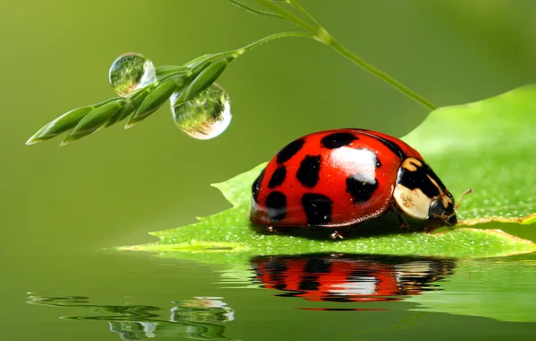 Water, drops, ladybug, leaf, spike