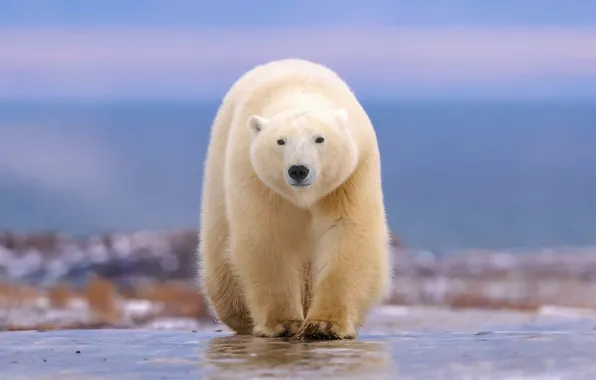 Picture walk, polar bear, bokeh