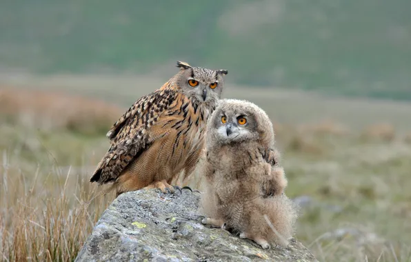 Picture birds, owl, stone, chick, Owl