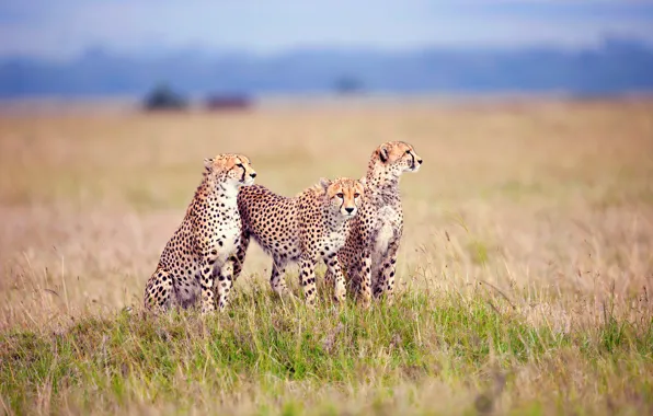 Picture grass, three, cheetahs, vechaslau