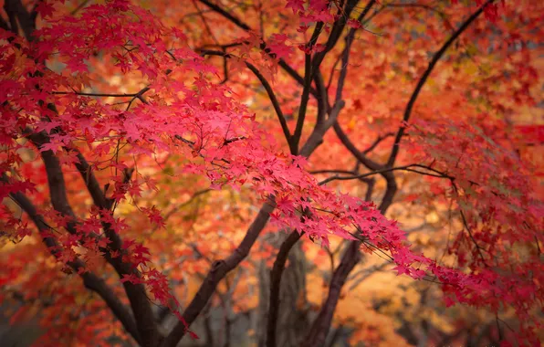 Trees, foliage, red leaves, Autumn in South Korea, Kaznov Stanislav
