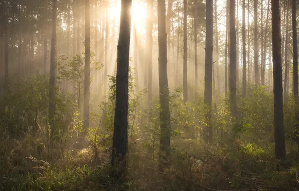 Forest, summer, the sun, rays, light, trees, branches, fog