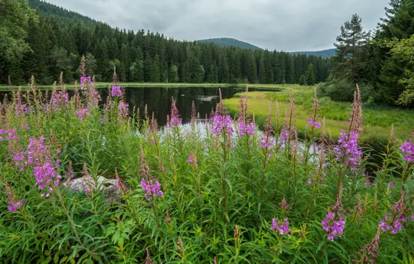Greens, forest, summer, flowers, mountains, lake, thickets, shore