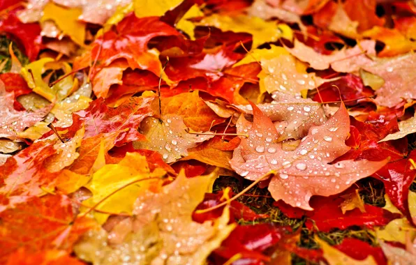 Autumn, leaves, drops, macro, nature, droplets, yellow, orange