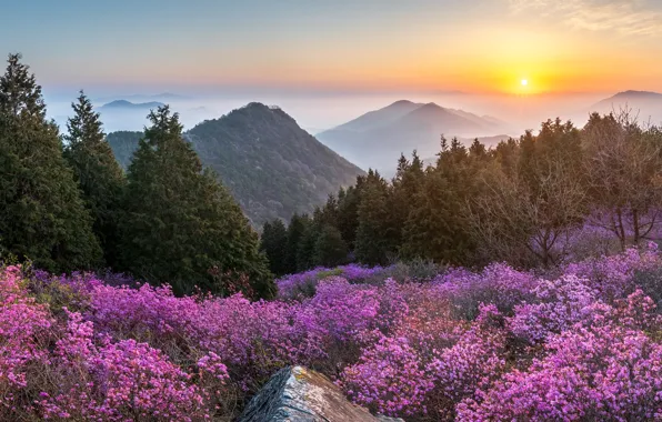 Picture sunset, flowers, mountains, nature