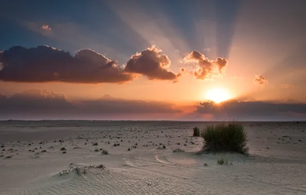 The sky, the sun, clouds, sunset, orange, blue, desert, Bush