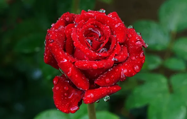 Picture leaves, drops, flowers, red, green, droplets, background, one