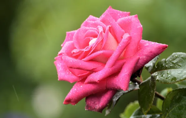 Flower, leaves, drops, background, rain, pink, rose, stem