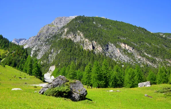 Picture greens, forest, the sky, grass, the sun, trees, mountains, stones