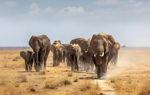 Dust, elephants, the herd