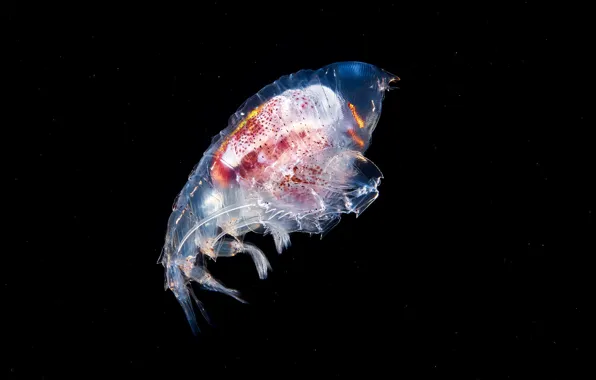 Sea, water, macro, glow, depth, black background, underwater world, under water