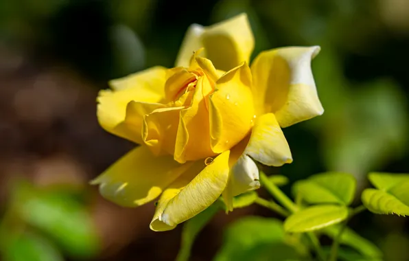 Flower, drops, rose, petals, Bud, yellow