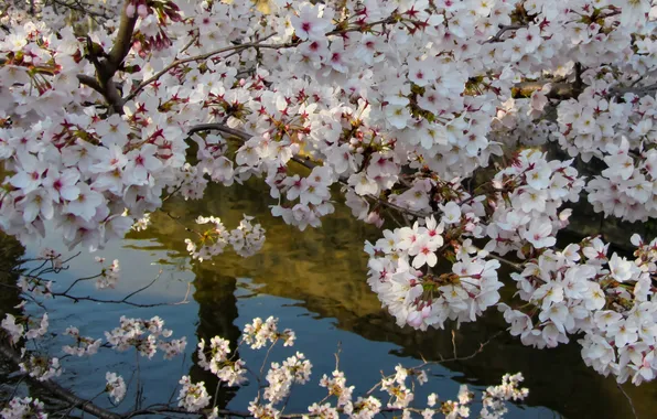 Water, flowers, branches, pond, Park, reflection, tree, spring