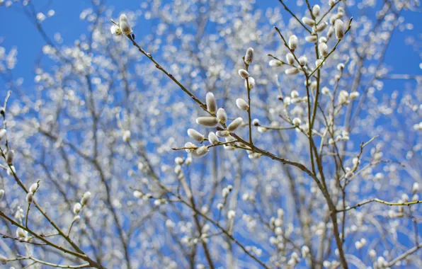 Branches, spring, pussies, kidney, Verba, blue sky