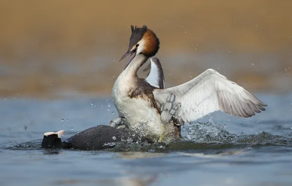 Water, birds, fight