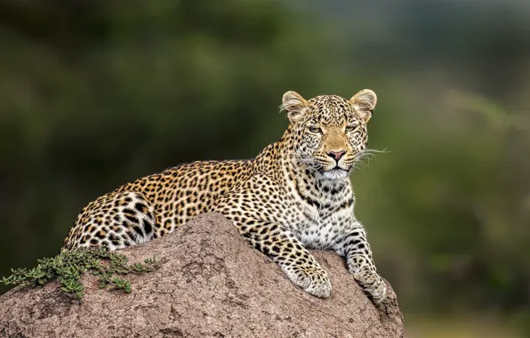 Picture look, face, nature, pose, background, stone, paws, leopard