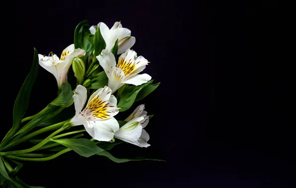 Picture white, black background, flowers, alstremeria