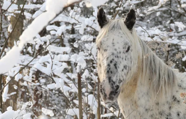 Animal, horse, native american, nose pierces, appaloosa