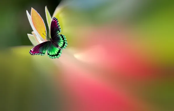 Picture flower, butterfly, paint, beautiful, bright, motley, Josep Sumalla