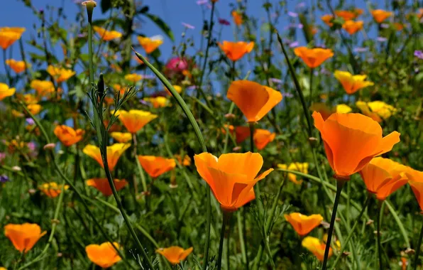 Flowers, orange, yellow, nature, escholzia California
