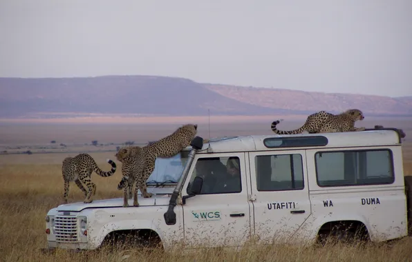 Jeep, attack, car, cheetahs