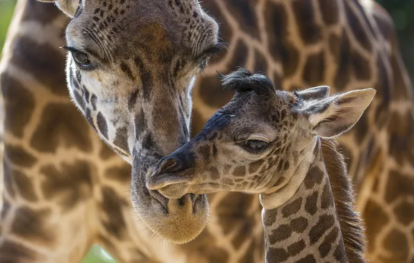 Giraffes, care, cub, mom