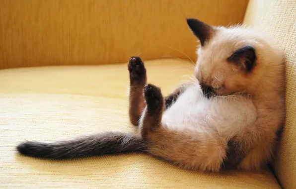 Pose, sleeping, Siamese kitten