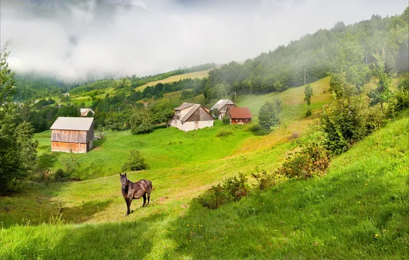 Grass, fog, horse, home, slope, hills