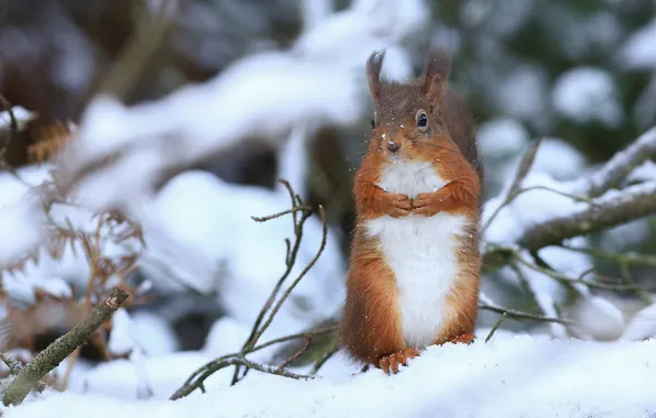 Winter, snow, branches, protein, red, stand, rodent