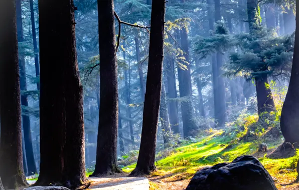 Forest, grass, trees, nature, stones, path