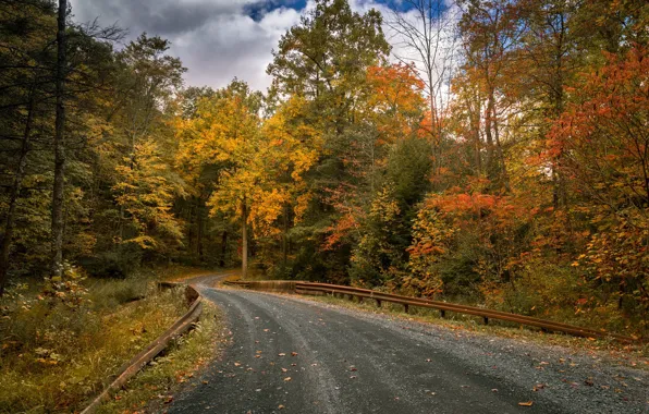 Road, autumn, trees