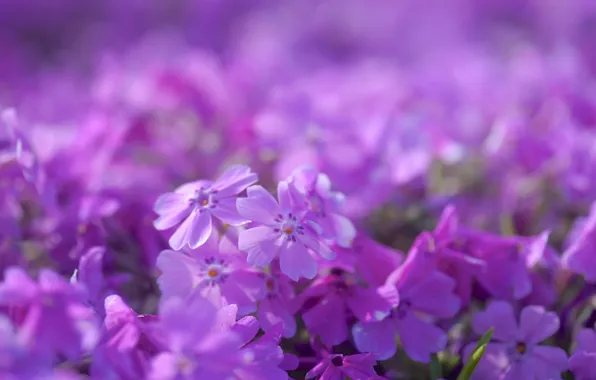Picture macro, flowers, tenderness, petals, blur, pink, lilac, Phlox