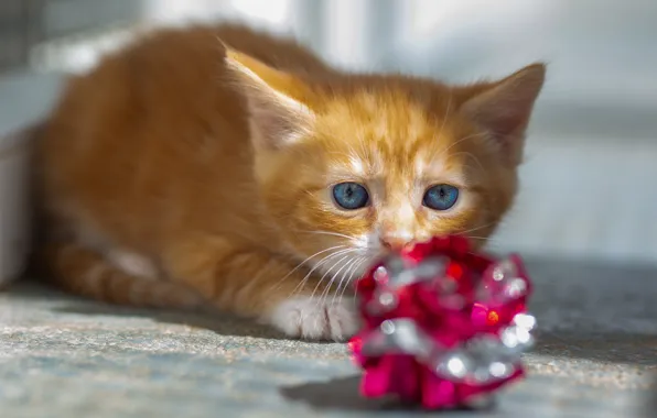 Cat, light, pose, toy, baby, red, lies, kitty