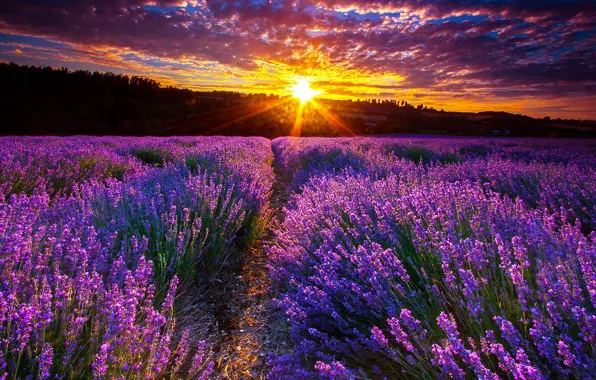 Picture sunset, flowers, lavender, lavender field
