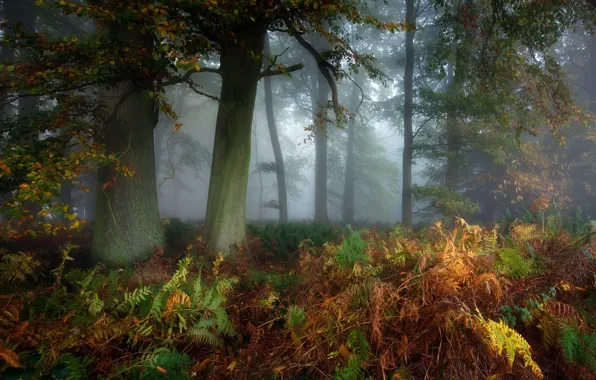 Autumn, forest, fern