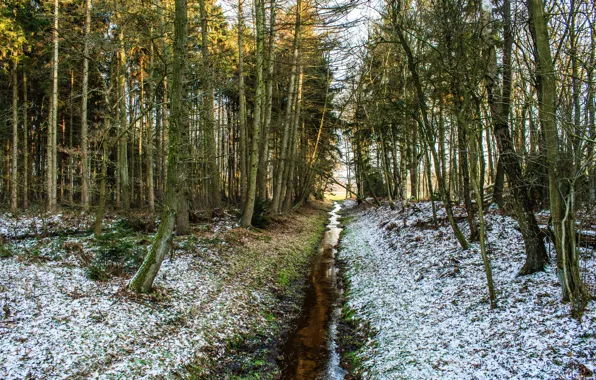 Forest, stream, spring, small