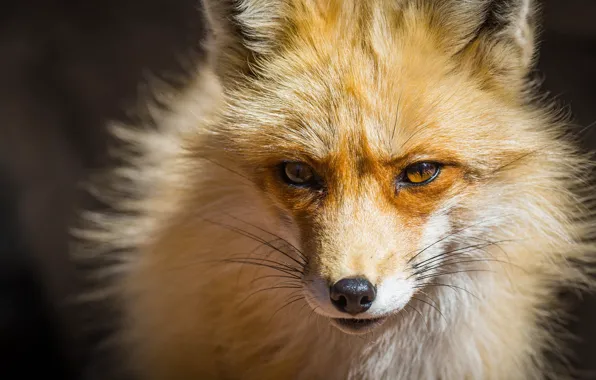 Picture look, face, background, Fox, red