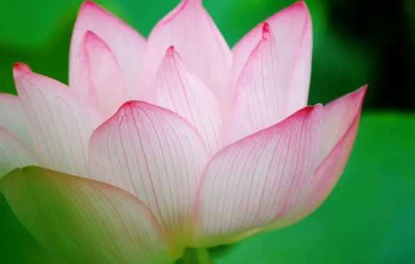 Water, flowers, petals, Lotus