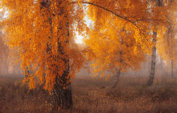Autumn, trees, fog, birch