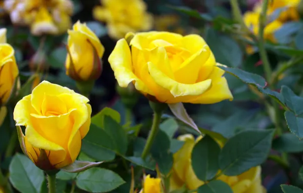 Bush, roses, yellow, buds